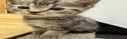Mixed Breed cats for sale: Kittens in Leeds - Advert 9