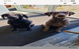 Labradoodle dogs for sale: Mother and daughter  - Image 8