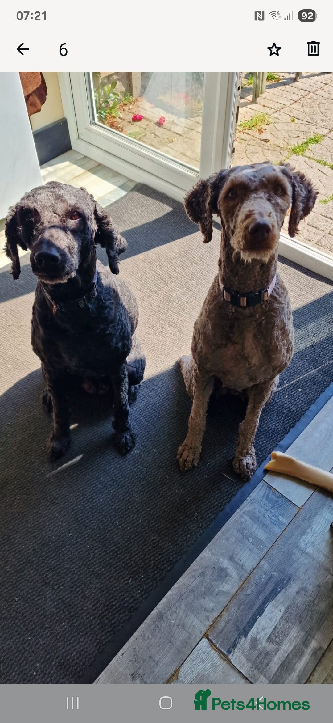 Labradoodle dogs for sale: Mother and daughter  - Image 8