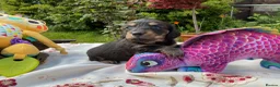 Miniature Dachshund dogs for sale: GORGEOUS KC reg PRA CLEAR MINI DACHSHUND PUPPIES in Swansea - Advert 7