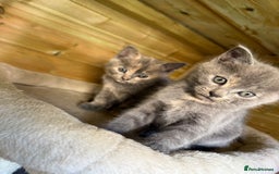 British Shorthair cats for sale: 5 stunning BSH kittens for sale‼️ - Image 4