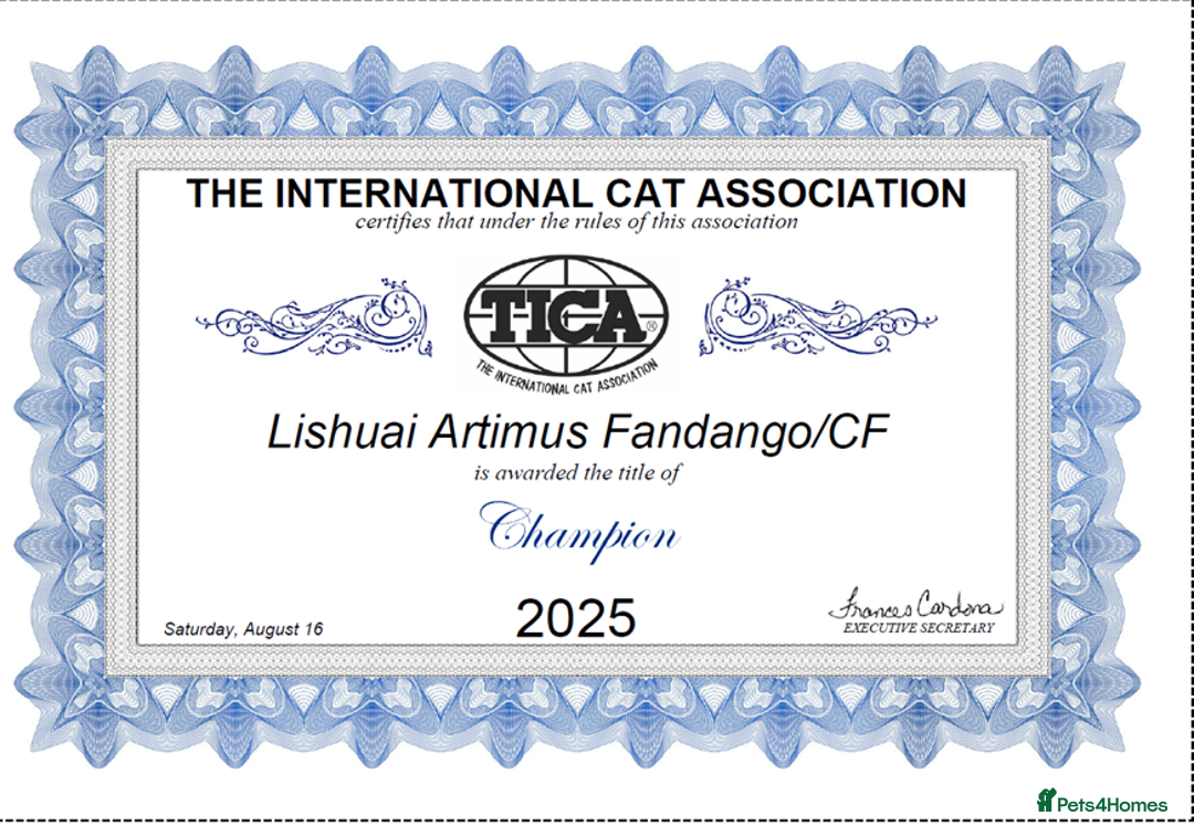 Ragdoll cats for sale: Waiting list open. TICA Champ bloodline litter 🐱  - Image 12
