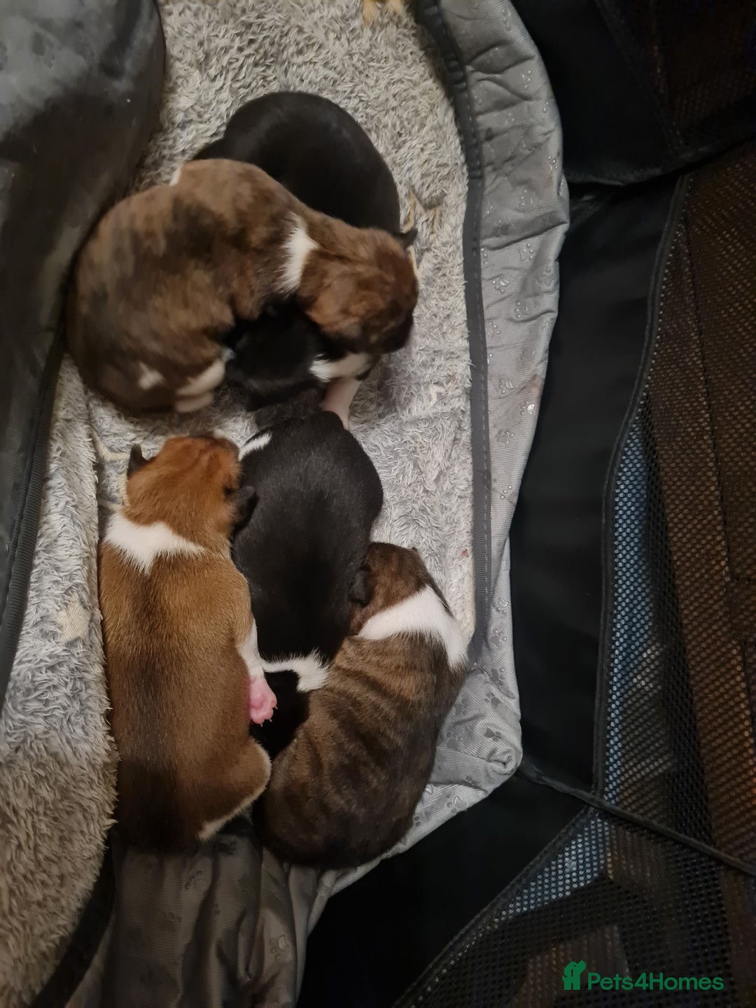 Basenji dogs for sale: ✨ Purebred Basenji Puppies all reserved now!✨ - Advert 2