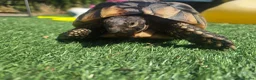 Tortoise reptiles for sale: Adult testudo marginated female tortoise - Advert 2