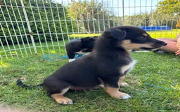 Mixed Breed dogs for sale: 6 collie cross kelpie pups  - Image 4