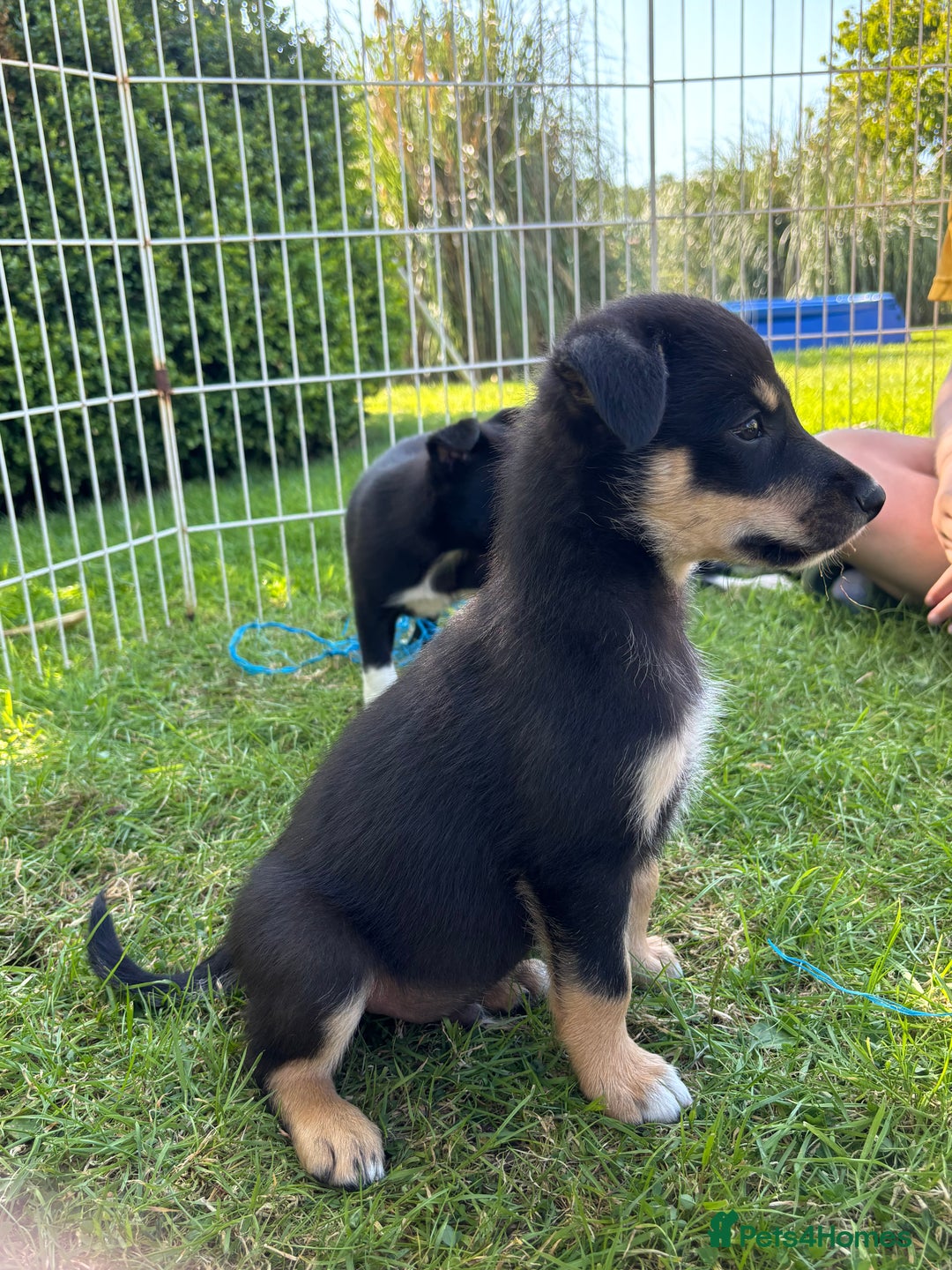Mixed Breed dogs for sale: 6 collie cross kelpie pups  - Image 4