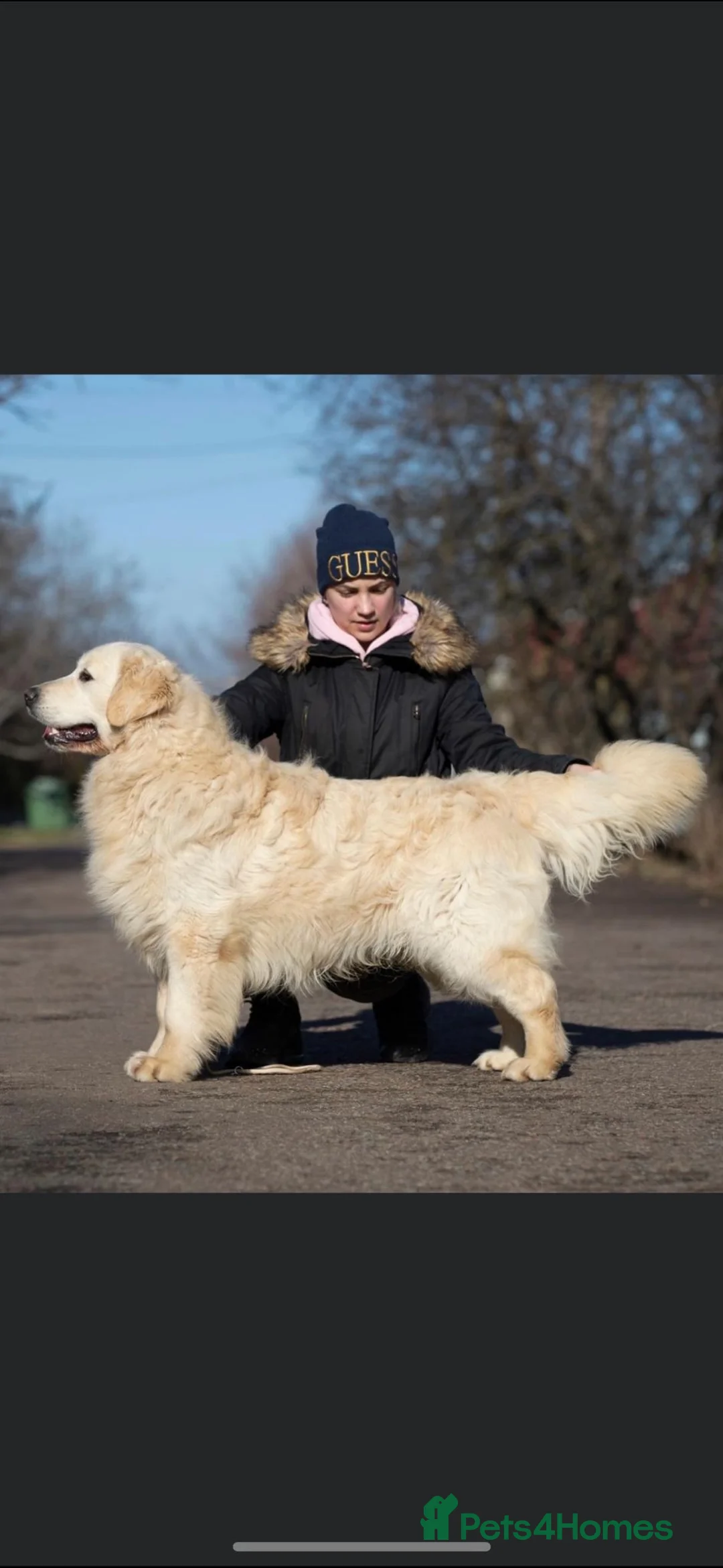 Golden Retriever dogs for sale: EXTENSIVELY HEALTH TESTED PARANTS COI  0.4% - Advert 1