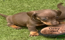 Miniature Dachshund dogs for sale: 🥰🐶 Miniature KC Dachshund puppies 🐶🥰 PRA Clear - Image 5