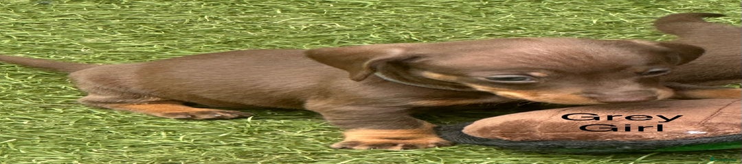 Miniature Dachshund Puppy 5