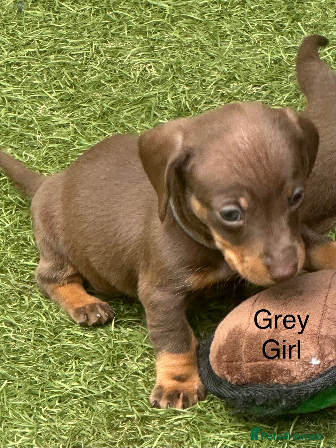 Miniature Dachshund dogs for sale: 🥰🐶 Miniature KC Dachshund puppies 🐶🥰 PRA Clear - Image 5