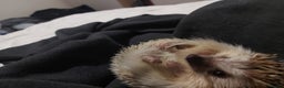 Pygmy Hedgehog rodents for sale: African Pygamy Hedgehog  - Advert 2