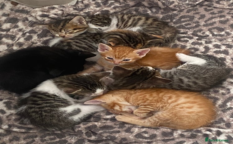 Mixed Breed cats - Advert 5