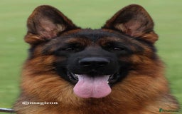 German Shepherd dogs for sale: Last stunning male puppy available  - Image 14
