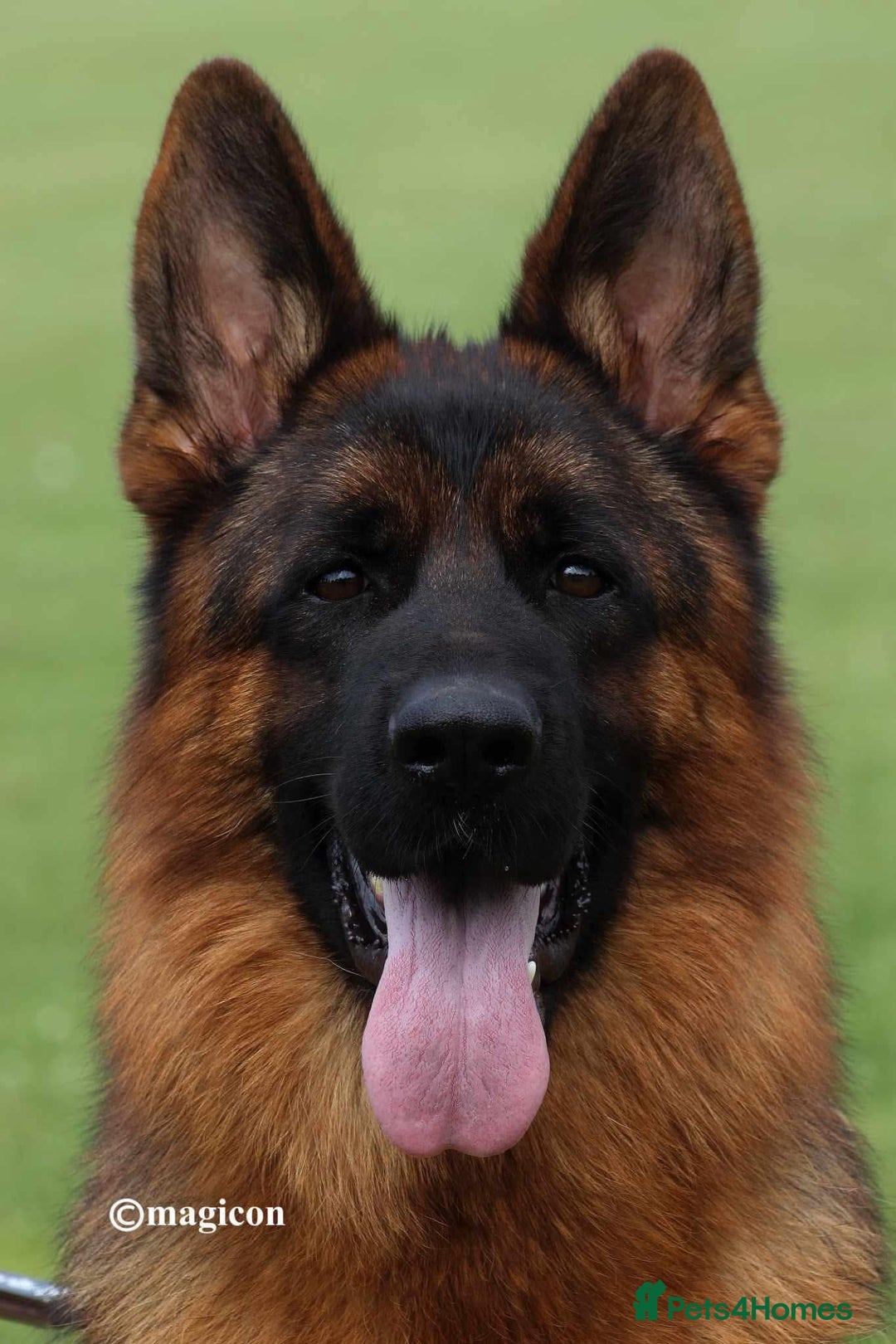 German Shepherd dogs for sale: Last stunning male puppy available  - Image 14
