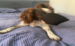Cocker Spaniel dogs for stud: Crazy Cocker spaniel for studding. in Kettering - Image 18
