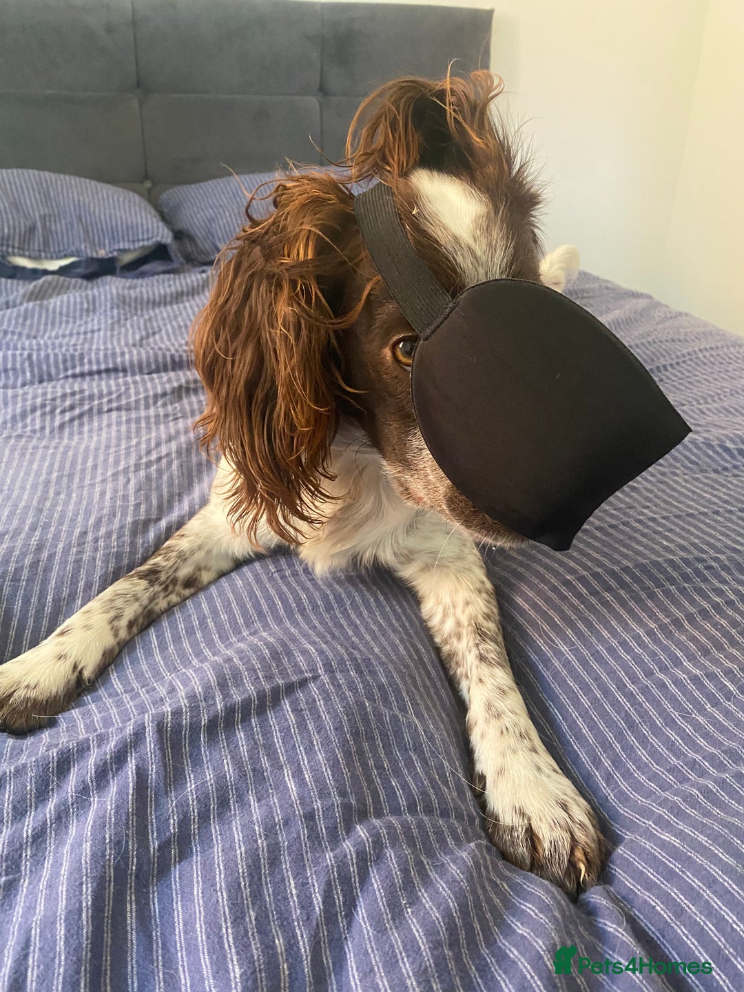 Cocker Spaniel dogs for stud: Crazy Cocker spaniel for studding. in Kettering - Image 18