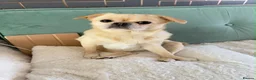 Mixed Breed dogs for sale: Beautiful Loving 3yo PomPug Girl - Advert 3