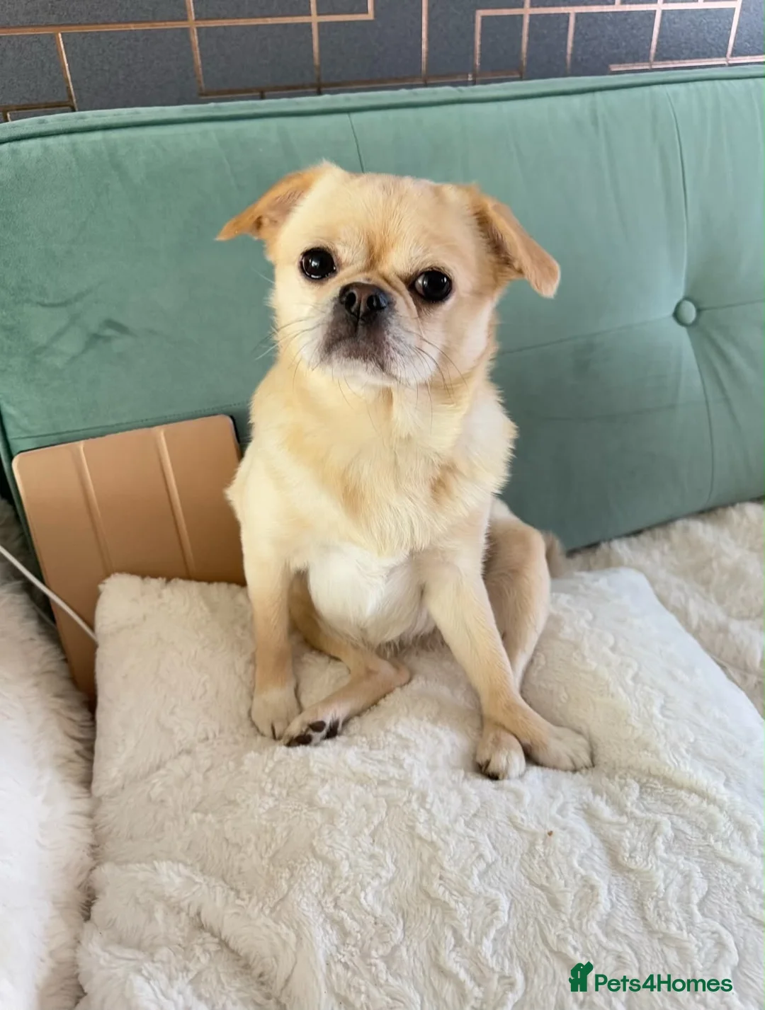 Mixed Breed dogs for sale: Beautiful Loving 3yo PomPug Girl - Advert 3