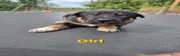 Mixed Breed dogs for sale: Australian Kelpie x Australian cattle dog puppies - Advert 4
