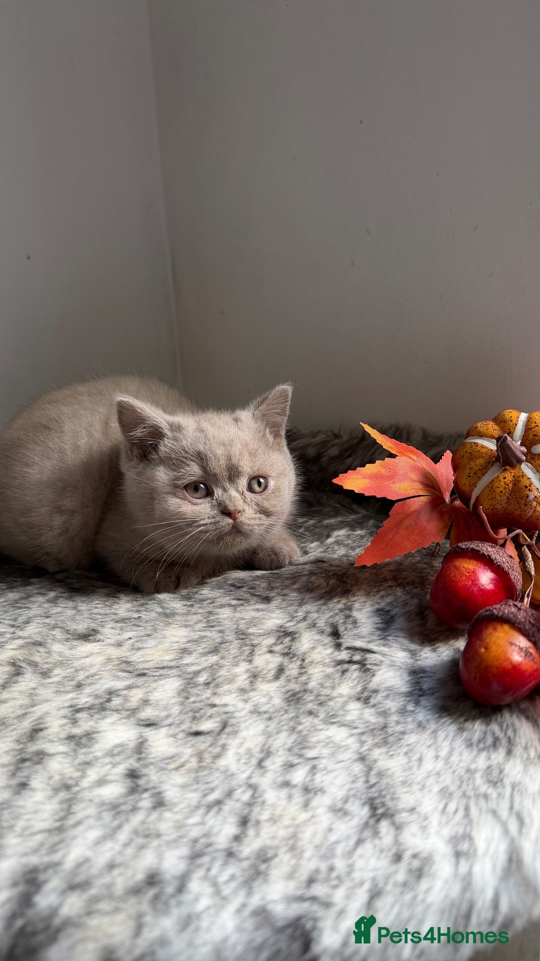 British Shorthair cats for sale: BSH Fawn and bi colour fawn kittens  - Advert 1