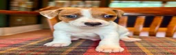 Jack Russell dogs for sale: Traditional Jack Russell Terriers  - Advert 7