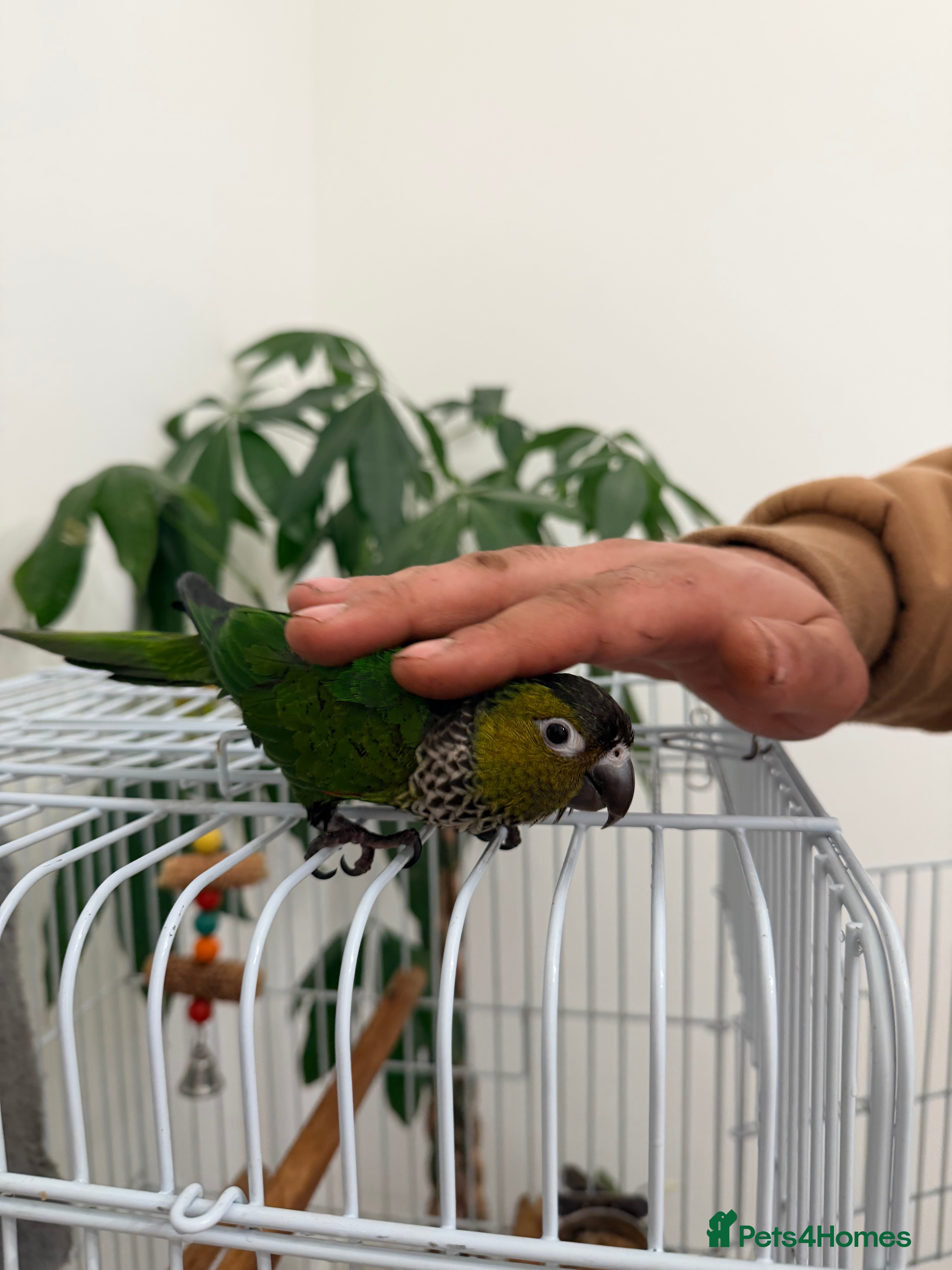 Conures birds Black capped conure -tamed  - Advert 1