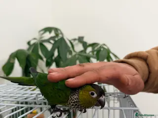 Conures birds Black capped conure -tamed - Advert 1