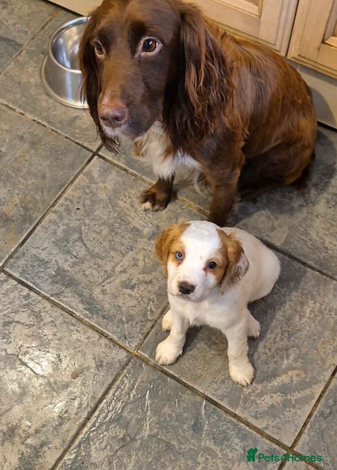 Cocker Spaniel dogs for sale: Cocker Spaniel Puppies  - Image 5
