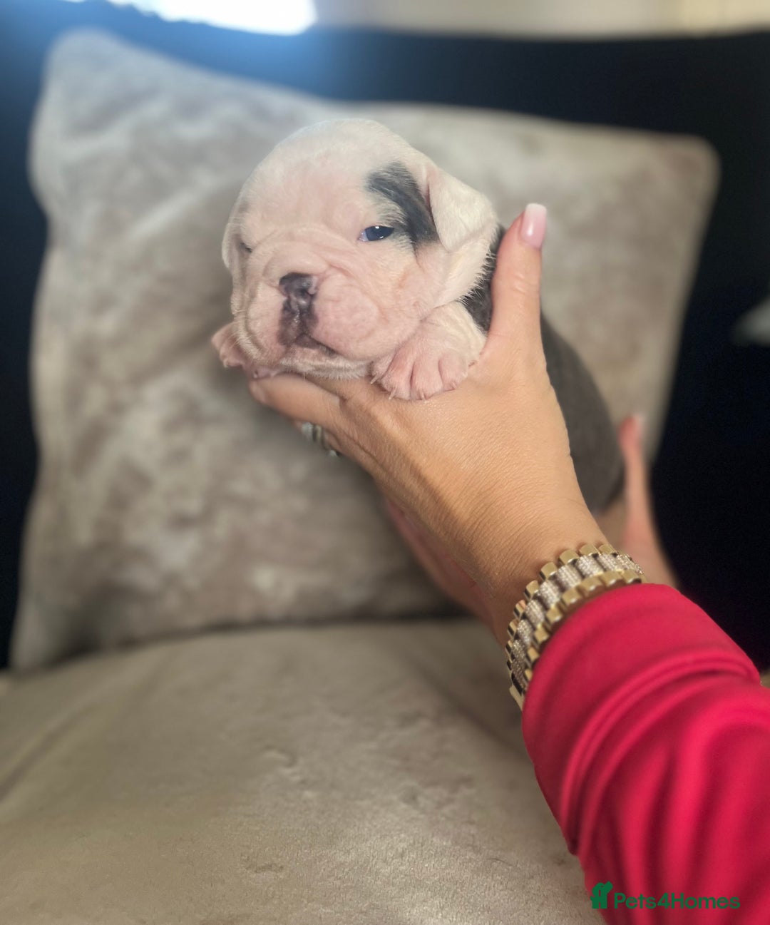Old Tyme Bulldog dogs for sale: Rainbow litter of stunning old tyme bulldogs  - Image 7