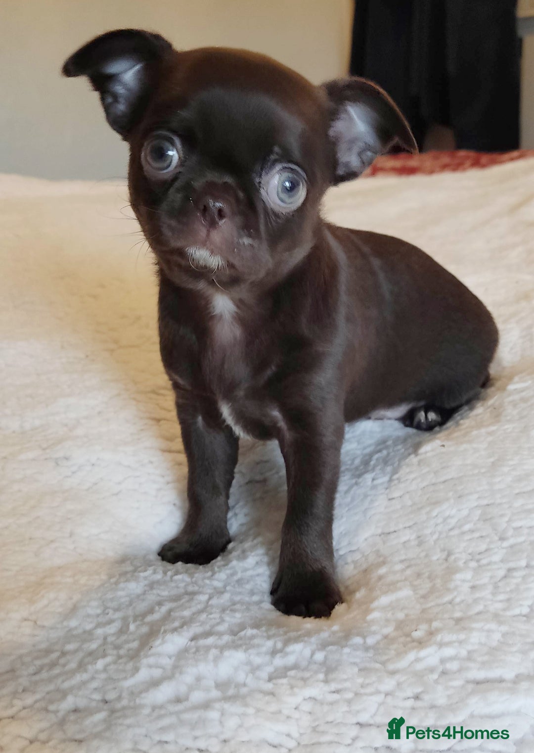 Chihuahua dogs for sale: Beautiful Chocolate Chihuahua Girls  - Advert 5