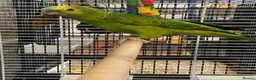 Parrots birds for sale: PARROTS/AMAZONS/PARAKEETS  - Advert 20