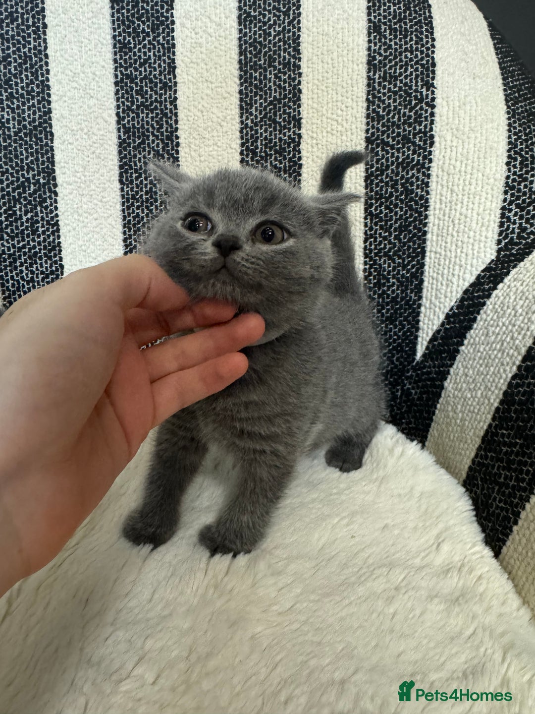 British Shorthair cats for sale: 💕British Shorthair Blue Kittens💕 - Advert 21