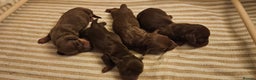 Miniature Dachshund dogs for sale: 4 miniature dachshund puppies for sale - Advert 4