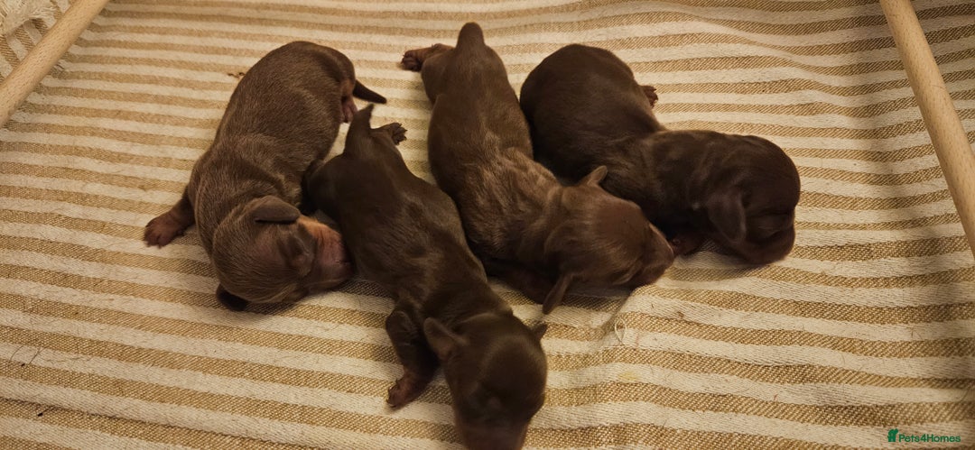 Miniature Dachshund dogs for sale: 4 miniature dachshund puppies for sale - Advert 4