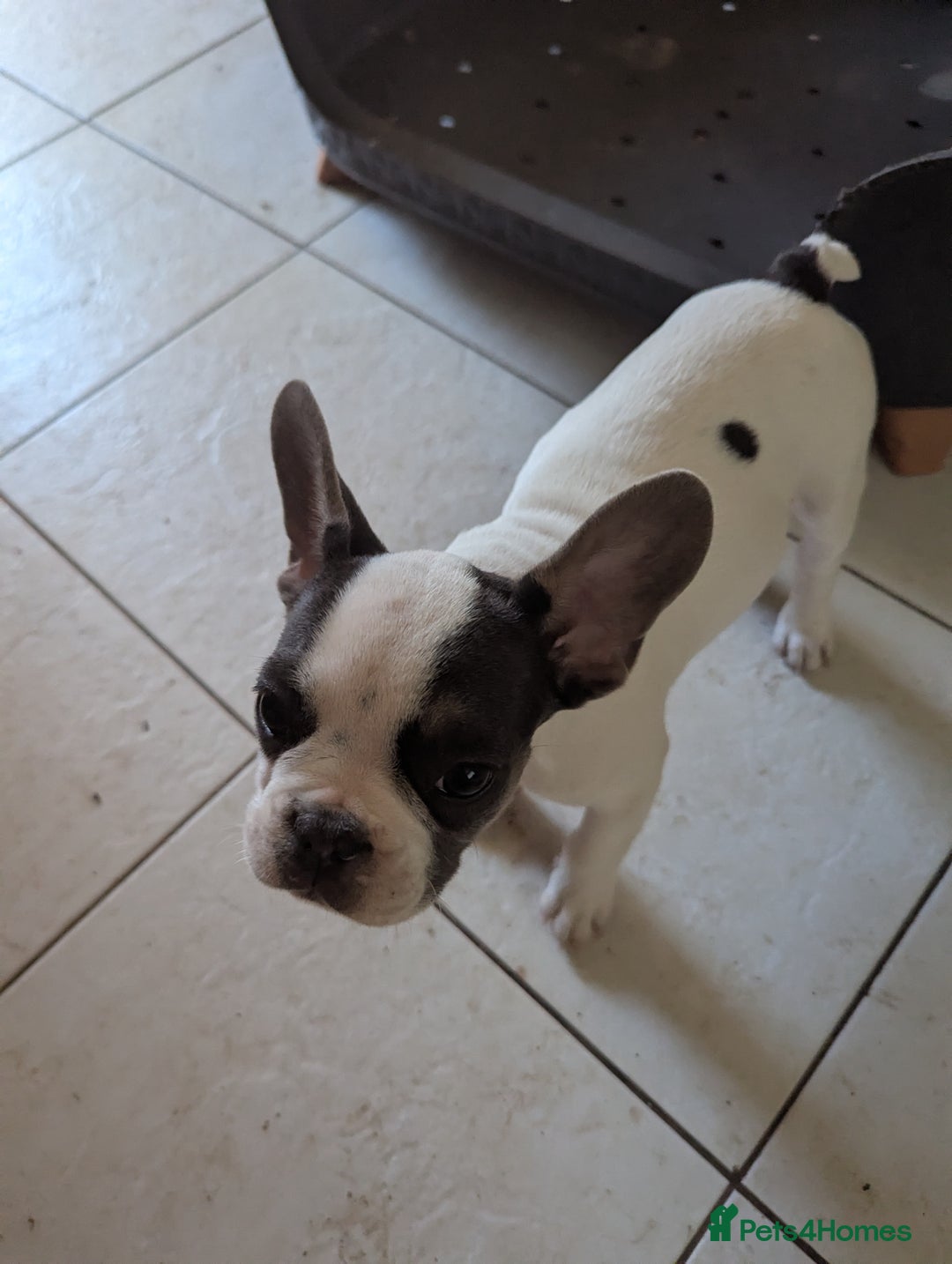 French Bulldog dogs for sale: 2 French Bulldog Puppies for Sale in Bootle - Image 4