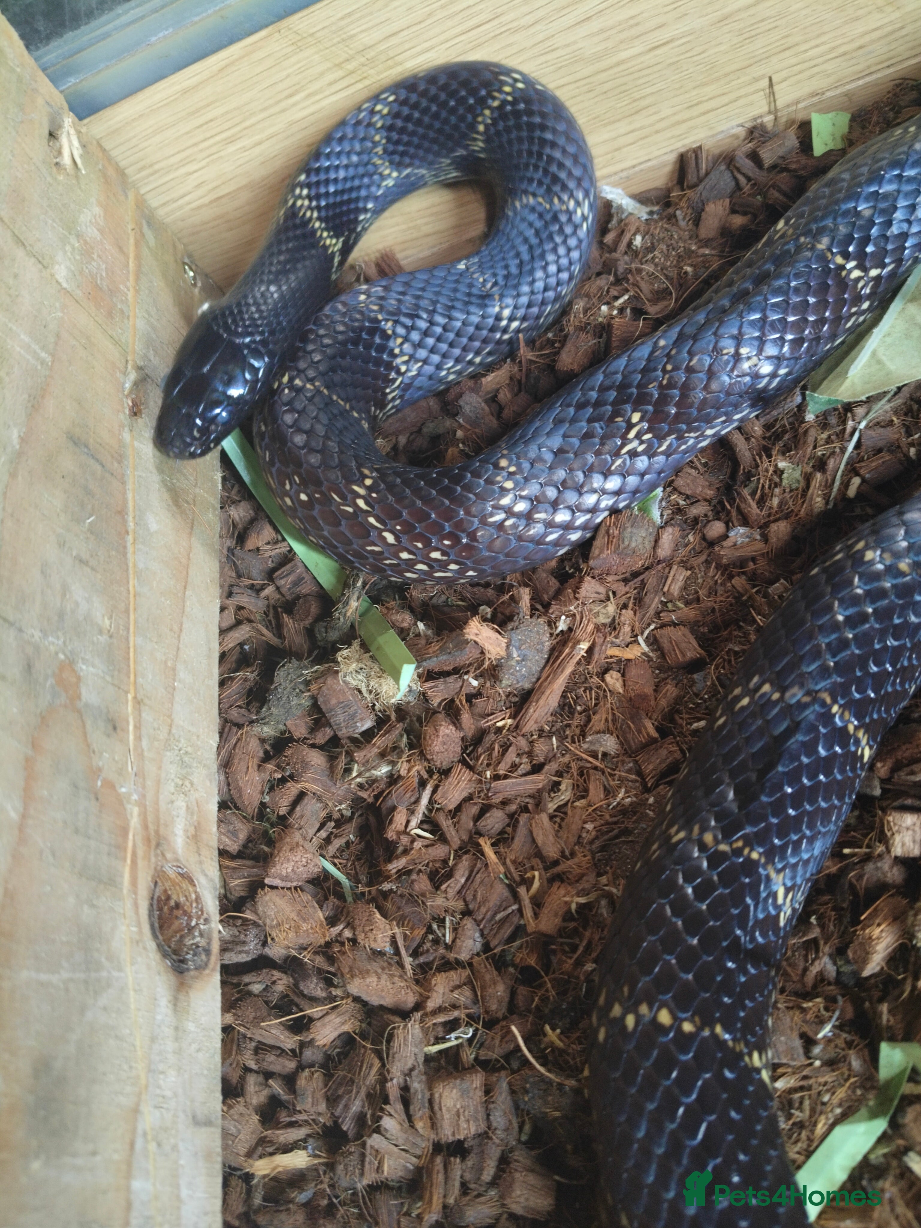 King Snake reptiles Chain King Snake - Advert 4