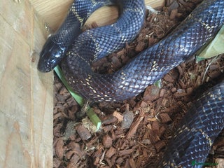 King Snake reptiles Chain King Snake - Advert 4