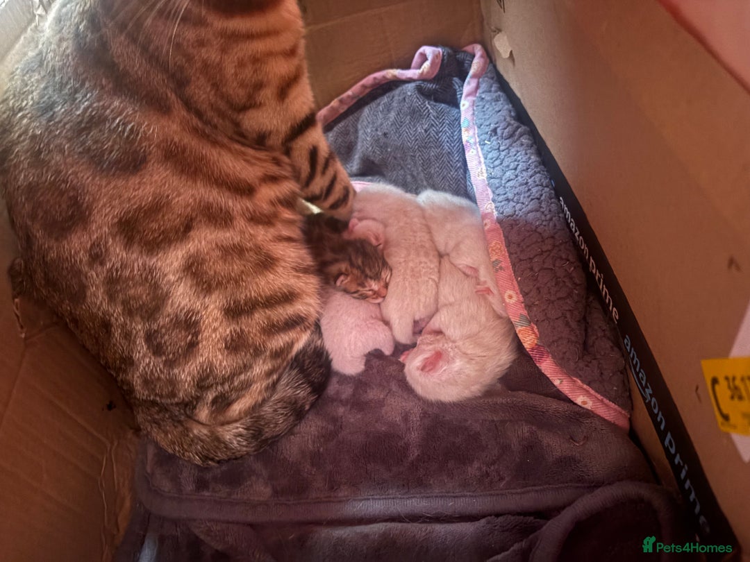 Bengal cats for sale: Adorable snow Bengals. - Image 5