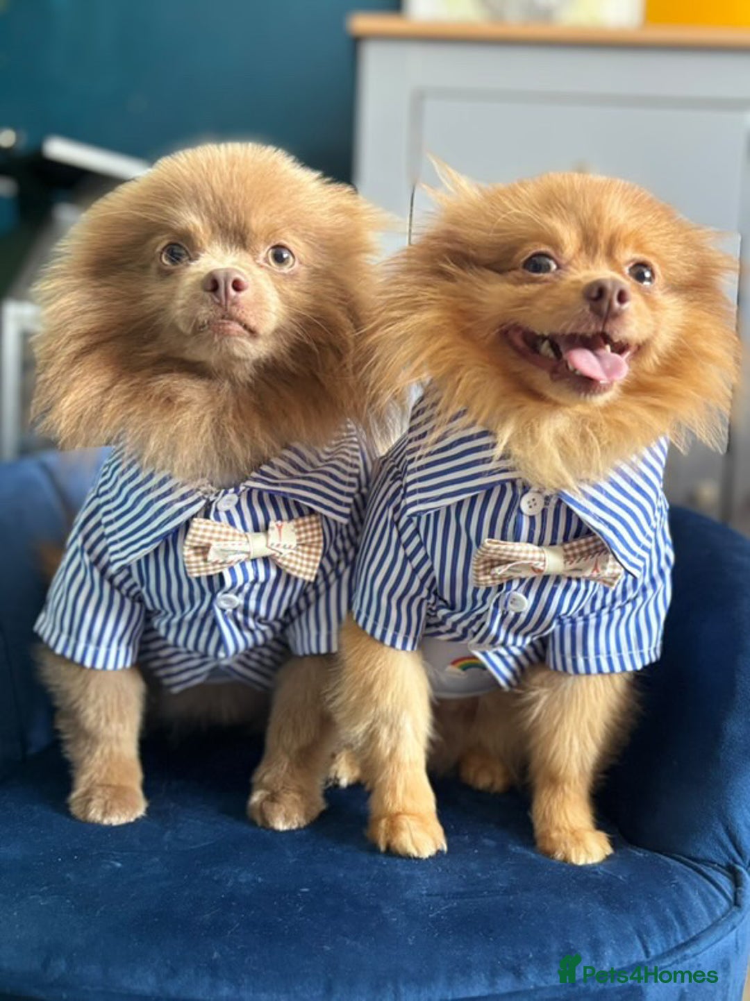 Pomeranian dogs for stud: Cobee (PROVEN)  ( STUD ONLY ) (PRODUCING MERLES)   in Liverpool - Advert 40