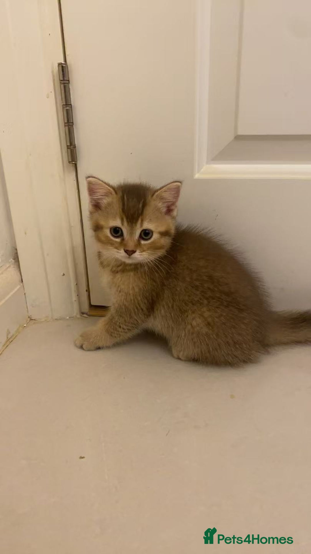 Scottish Fold cats for sale: Stunning Scottish fold kittens are ready - Advert 7