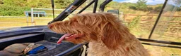 Hungarian Vizsla dogs for sale: KC Reg Hungarian Wirehaired Vizsla Puppies - Advert 11