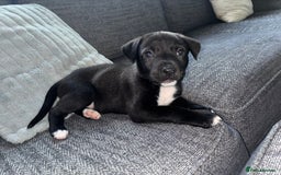 Mixed Breed dogs for sale: 11 week old Staff cross X Border collie cross - Advert 2
