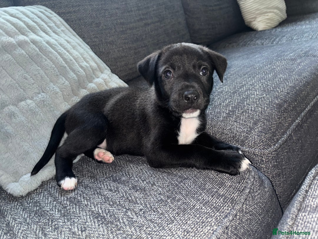 Mixed Breed dogs for sale: 11 week old Staff cross X Border collie cross - Advert 2