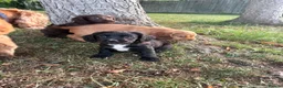 Sprocker dogs for sale: One girl puppy available - Advert 3