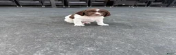 English Springer Spaniel dogs for sale: Championship bloodline bred dog pups in Loughborough - Advert 18