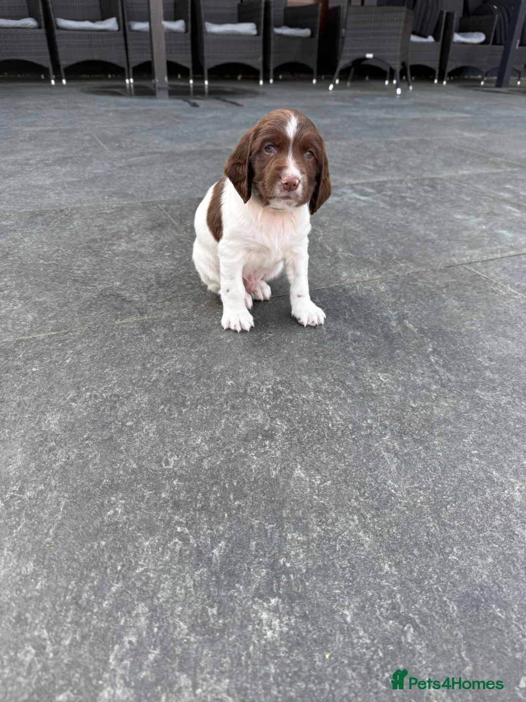 English Springer Spaniel dogs for sale: Championship bloodline bred dog pups in Loughborough - Advert 18