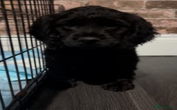 Cockapoo dogs for sale: F1b cockapoo pups  - Advert 7