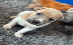 Mixed Breed dogs for sale: Ready to leave!! Staffy X Shar Pei puppies puppy - Image 24