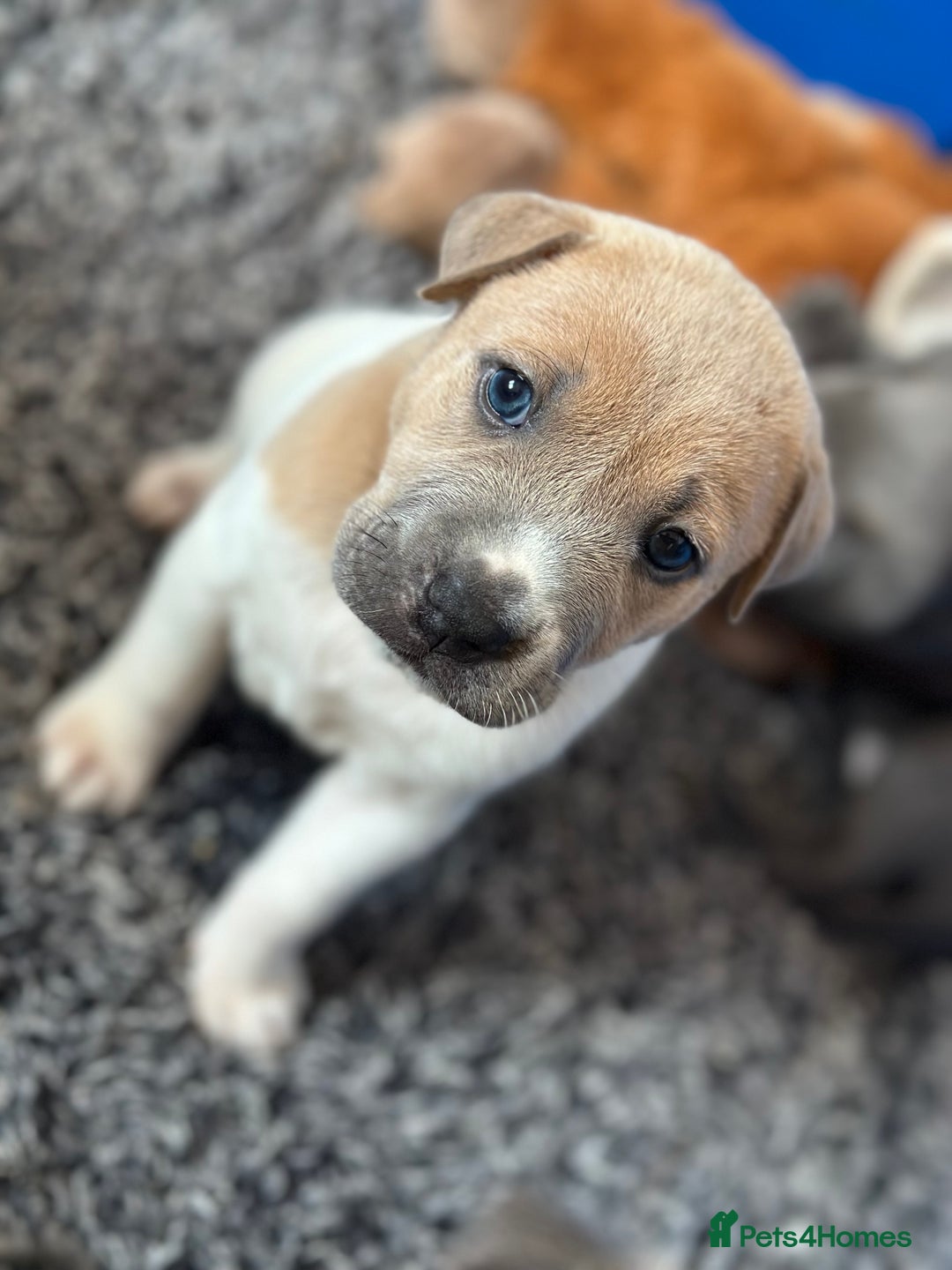 Mixed Breed dogs for sale: Ready to leave!! Staffy X Shar Pei puppies puppy - Image 24