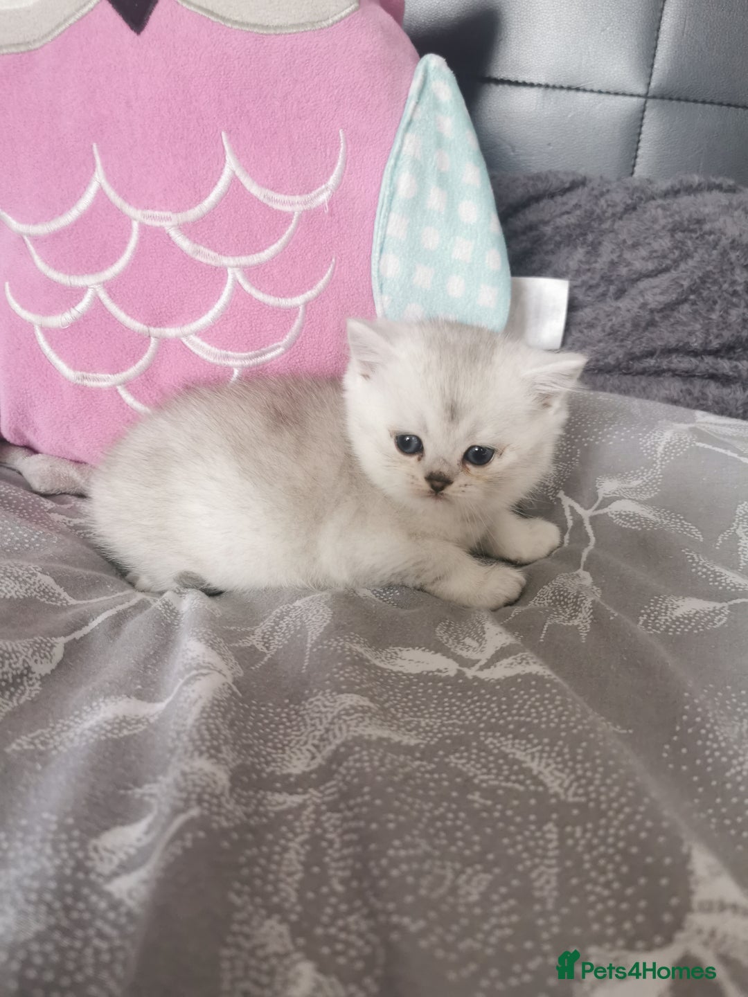 Scottish Fold cats for sale: Scottish Fold/Straight Kittens  - Image 31